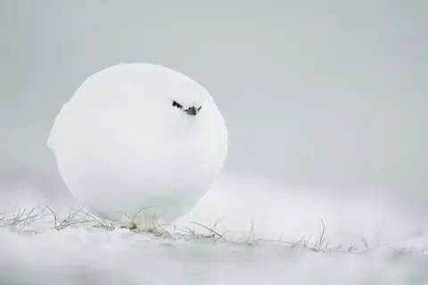 Jacques Poulard/Comedy Wildlife Photography Awards White grouse