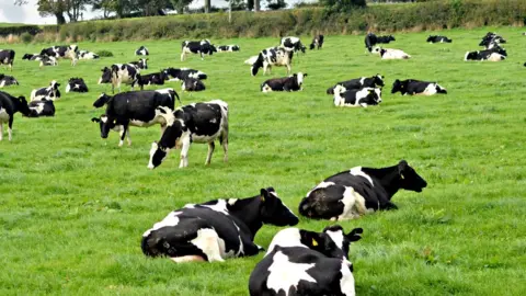 Getty Images Grazing cows