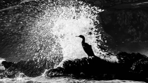 Ben Porter A cormorant stood on rocks, with waves shooting spray up behind it
