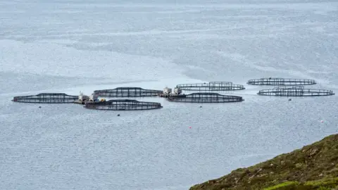 Getty Images Scottish fish farm