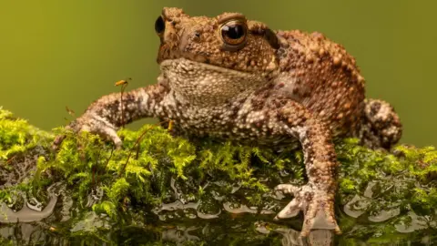 Getty Images A common toad
