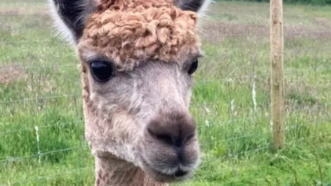 Ruby the alpaca