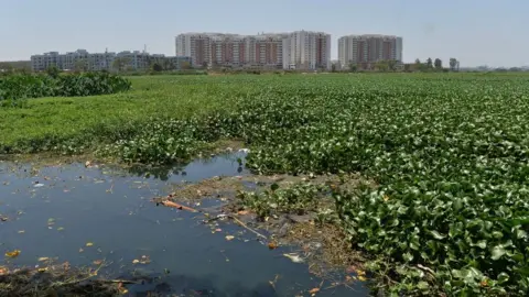 Getty Images Polluted lake in Bangalore