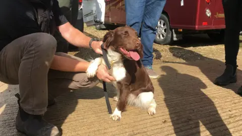 Tyrell Family Springer spaniel