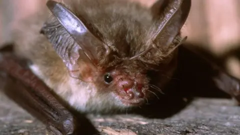 brown long-eared bat