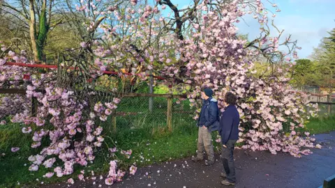 Wild Planet Trust A collapsed cherry tree at Paignton zoo