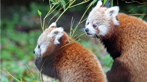 Belfast Zoo Red pandas are also known as 'lesser' panda or 'firefox'.