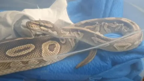 RSPCA Python