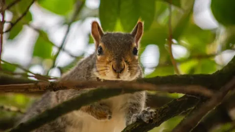Boys in Bristol Photography A squirrel in a tree in Brandon Hill Park in Bristol