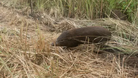 Durrell Wildlife Conservation Trust Pygmy hog
