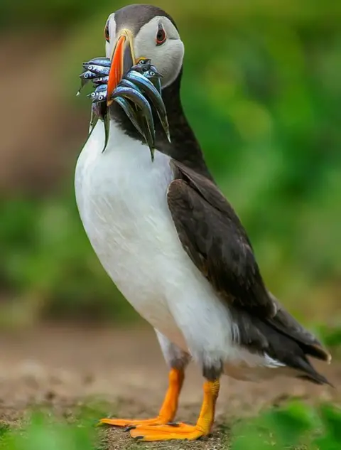 Northcoast Nature  Puffin