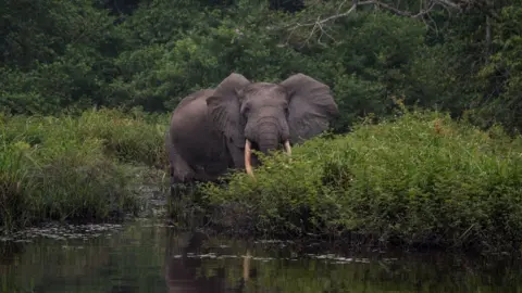 Frank AF Petersens African forest elephant