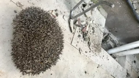 RSPCA Hedgehog