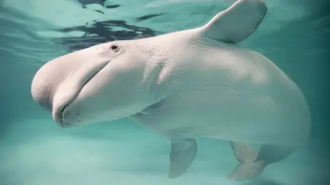 RIA NOVOSTI/SCIENCE PHOTO LIBRARY Beluga whale