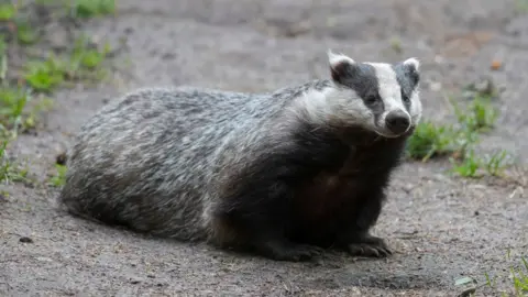 Getty Images European badger