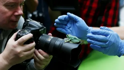 Reuters Fleas flying tree frog on camera