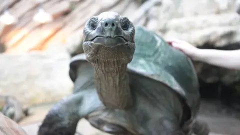 Bristol Zoo Gardens Giant tortoise called Biggie