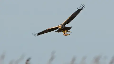 Getty Images Marsh harrier flying over a reed bed with prey in its claws