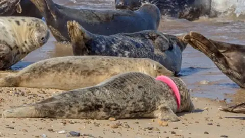 Glenn Mingham/ Friends of Horsey Seals The seal Mrs Pink Frisbee