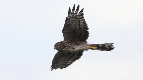 NI Raptor Study Group Hen harrier