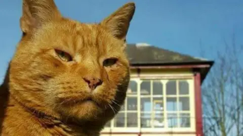 Rushden Station Alfie, the station cat