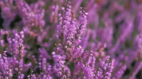 Glyn Satterley heather