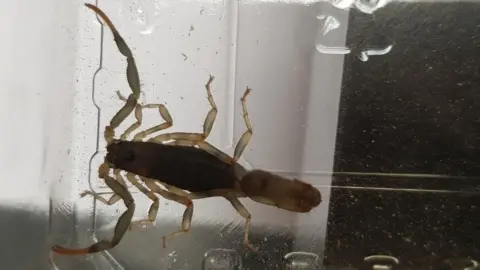 RSPCA An olive thick tail scorpion