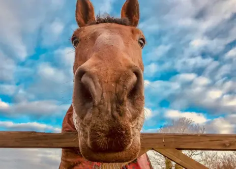 Janet Jenkins A horse