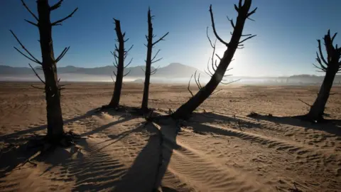 AFP Bare sand and dried tree trunks standing out at Theewaterskloof Dam, near Villiersdorp, about 108km from Cape Town