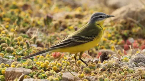 Stephen Willis/Durham University Yellow wagtail