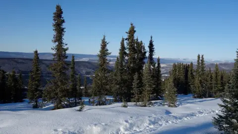 Universal Images Group via Getty Images Black Spruce Trees, Fairbanks, Alaska, United States,
