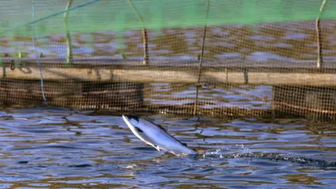 Colin McPherson/Corbis Salmon in a farm near Oban