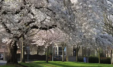 Trees in Batley