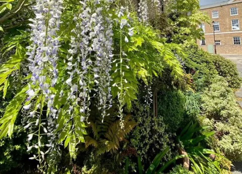 Alexandra Wilson-Jones Plants