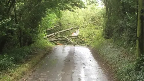 A tree blocking a road near Peterston-super-Ely, Vale of Glamorgan