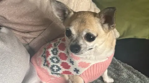 Shirley Harvey Lady the Chihuahua wearing a little jumper