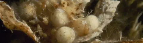 Getty Images Sargassum