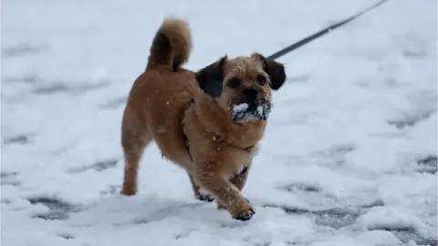 Reuters A dog goes for a walk n the snow in Bristol