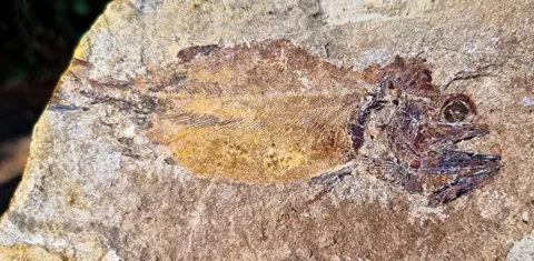 Dean Lomax Fossil fish