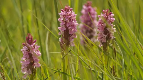 Terry Whittaker Southern marsh orchid