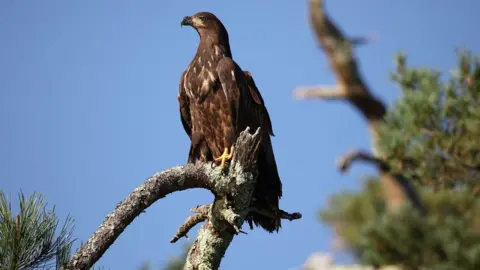 Valerie O'Sullivan White-tailed eagle