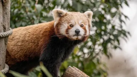 Rob Everett/PA Wire Nam Pang, the father of Little Red