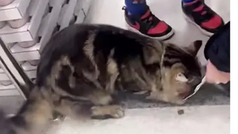 Steph Newman-Johnston Willow being fed