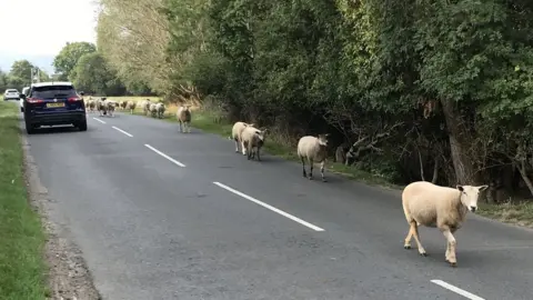 Chas Townley  Sheep walking along a road with cars in the background