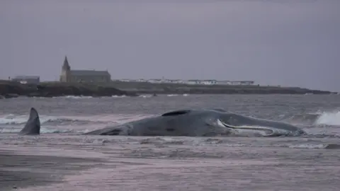 Owen Humphreys/PA Dead whale on Northumberland shore