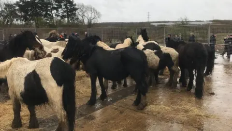 Horses in a pen