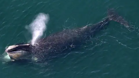 Getty Images A North Atlantic right whale off the US east coast