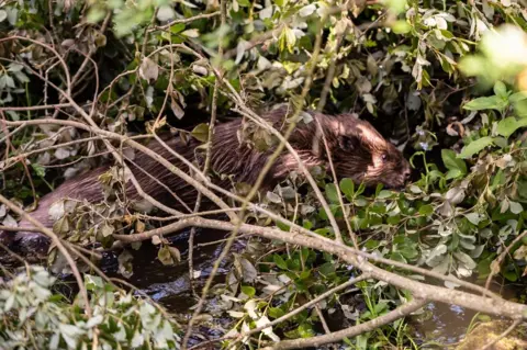 National Trust/Paul Harris Beaver on Wallington Estate