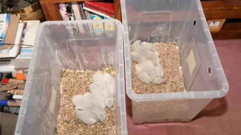 Crown Office Four peregrine chicks