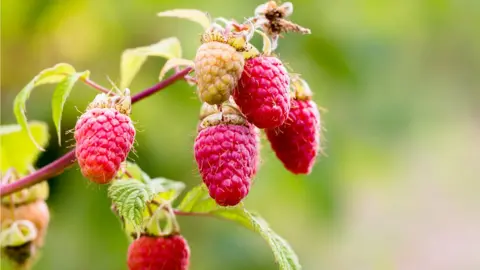 Getty Images Raspberry plant